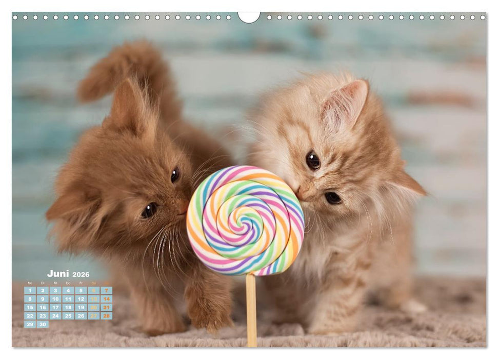 Die Kitten kommen. (CALVENDO Wandkalender 2026)