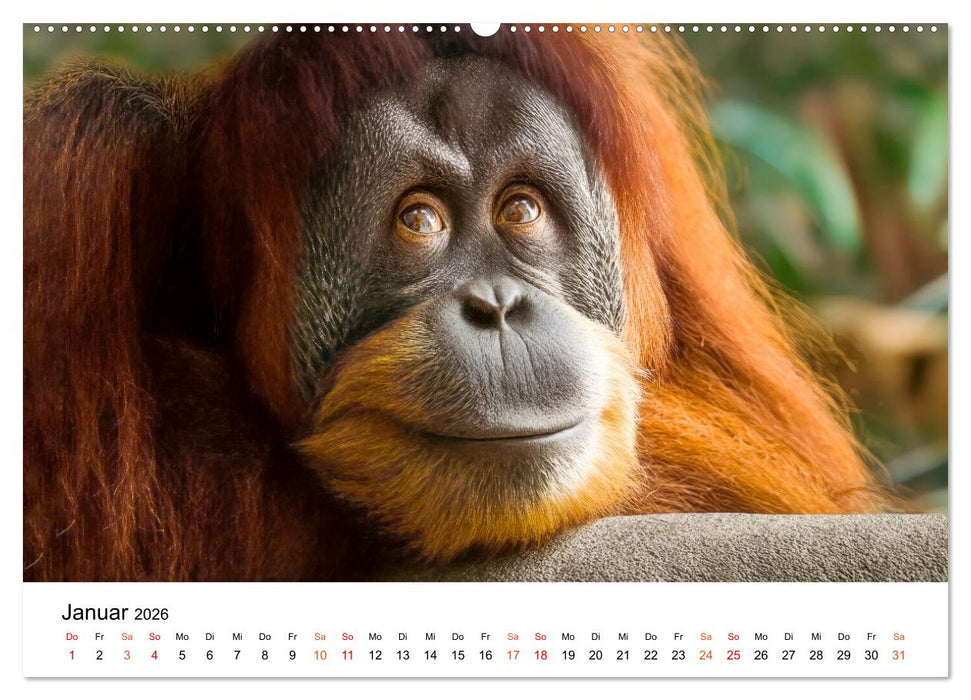 Orang Utans - Leben in den Baumkronen (CALVENDO Wandkalender 2026)