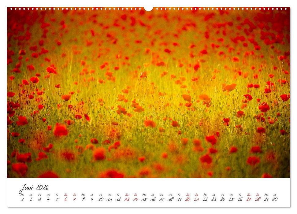 Mohnwiesen (CALVENDO Wandkalender 2026)