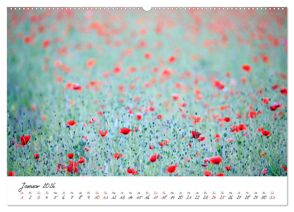 Mohnwiesen (CALVENDO Premium Wandkalender 2026)
