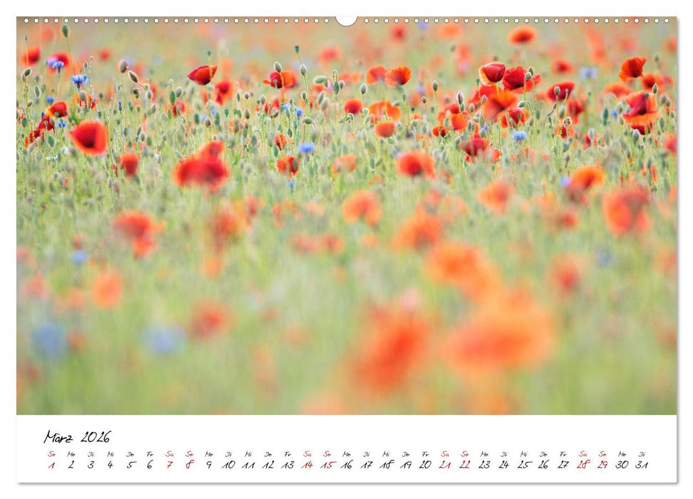 Mohnwiesen (CALVENDO Premium Wandkalender 2026)