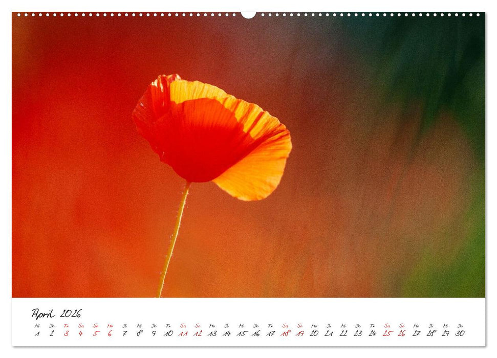 Mohnwiesen (CALVENDO Premium Wandkalender 2026)