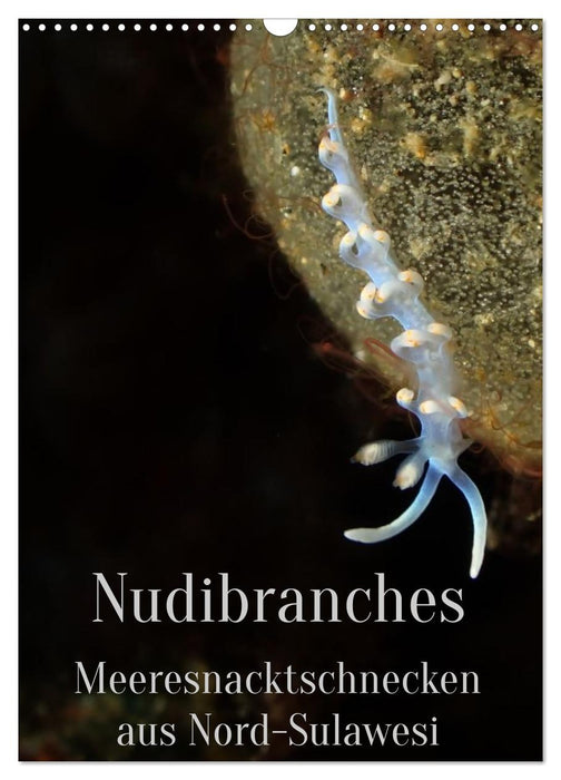 Nudibranches Meeresnacktschnecken aus Nord-Sulawesi (CALVENDO Wandkalender 2026)