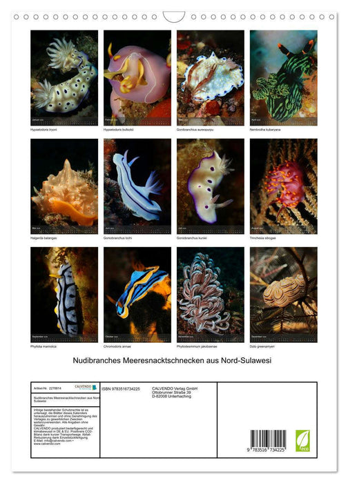 Nudibranches Meeresnacktschnecken aus Nord-Sulawesi (CALVENDO Wandkalender 2026)