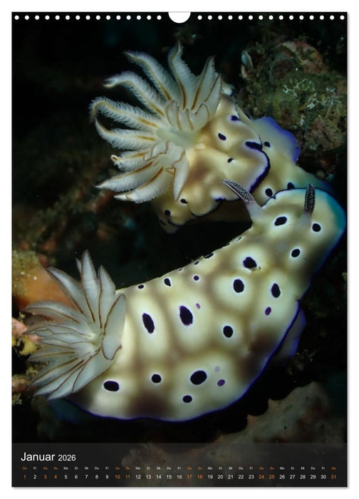 Nudibranches Meeresnacktschnecken aus Nord-Sulawesi (CALVENDO Wandkalender 2026)