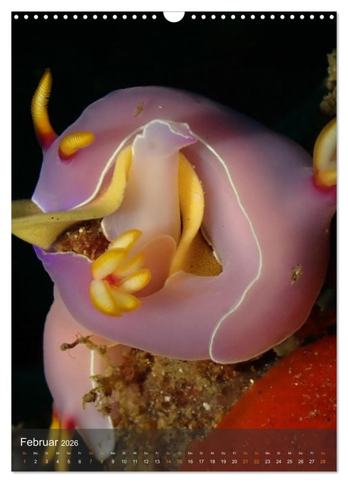 Nudibranches Meeresnacktschnecken aus Nord-Sulawesi (CALVENDO Wandkalender 2026)