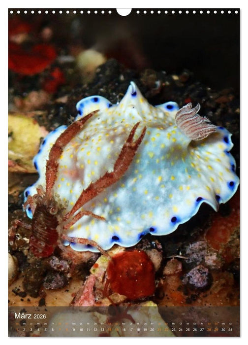 Nudibranches Meeresnacktschnecken aus Nord-Sulawesi (CALVENDO Wandkalender 2026)