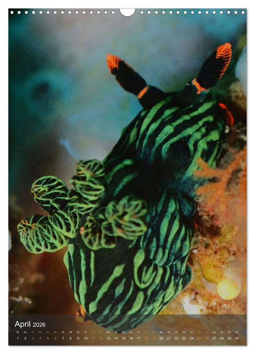 Nudibranches Meeresnacktschnecken aus Nord-Sulawesi (CALVENDO Wandkalender 2026)