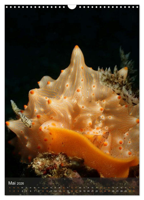 Nudibranches Meeresnacktschnecken aus Nord-Sulawesi (CALVENDO Wandkalender 2026)
