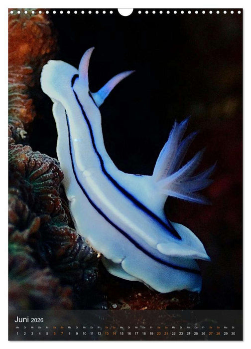 Nudibranches Meeresnacktschnecken aus Nord-Sulawesi (CALVENDO Wandkalender 2026)
