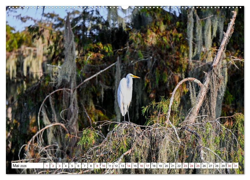 Louisiana - Sümpfe und Plantagenhäuser (CALVENDO Premium Wandkalender 2026)