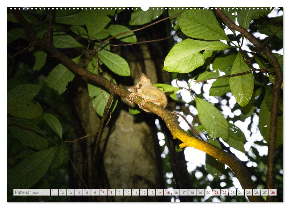 Sulawesi 2026 (CALVENDO Wandkalender 2026)