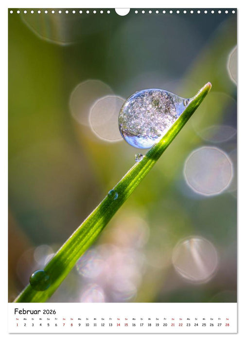 Wasser - Wunderwelt der Tautropfen (CALVENDO Wandkalender 2026)