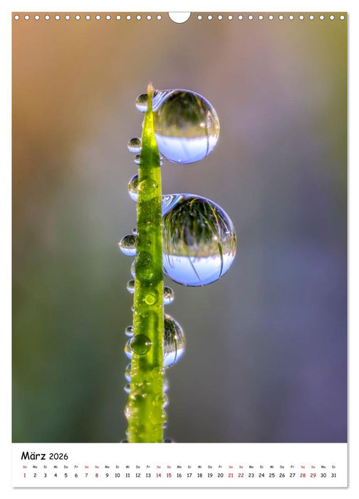 Wasser - Wunderwelt der Tautropfen (CALVENDO Wandkalender 2026)