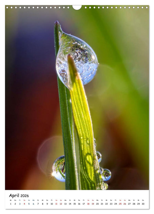Wasser - Wunderwelt der Tautropfen (CALVENDO Wandkalender 2026)