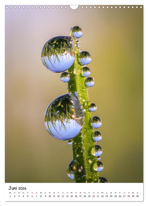 Wasser - Wunderwelt der Tautropfen (CALVENDO Wandkalender 2026)