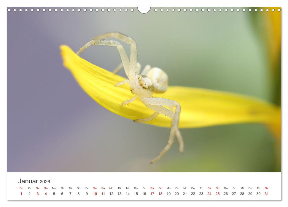 Der etwas andere Blickwinkel (CALVENDO Wandkalender 2026)