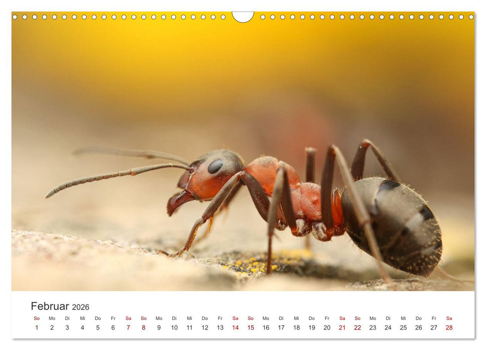 Der etwas andere Blickwinkel (CALVENDO Wandkalender 2026)