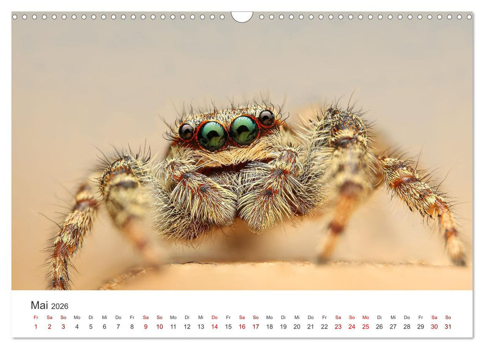 Der etwas andere Blickwinkel (CALVENDO Wandkalender 2026)