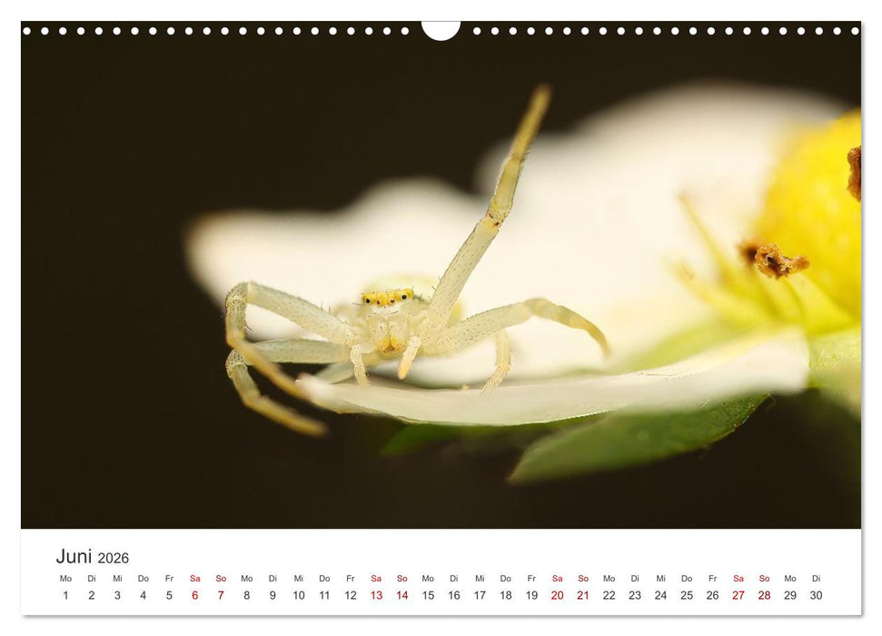 Der etwas andere Blickwinkel (CALVENDO Wandkalender 2026)