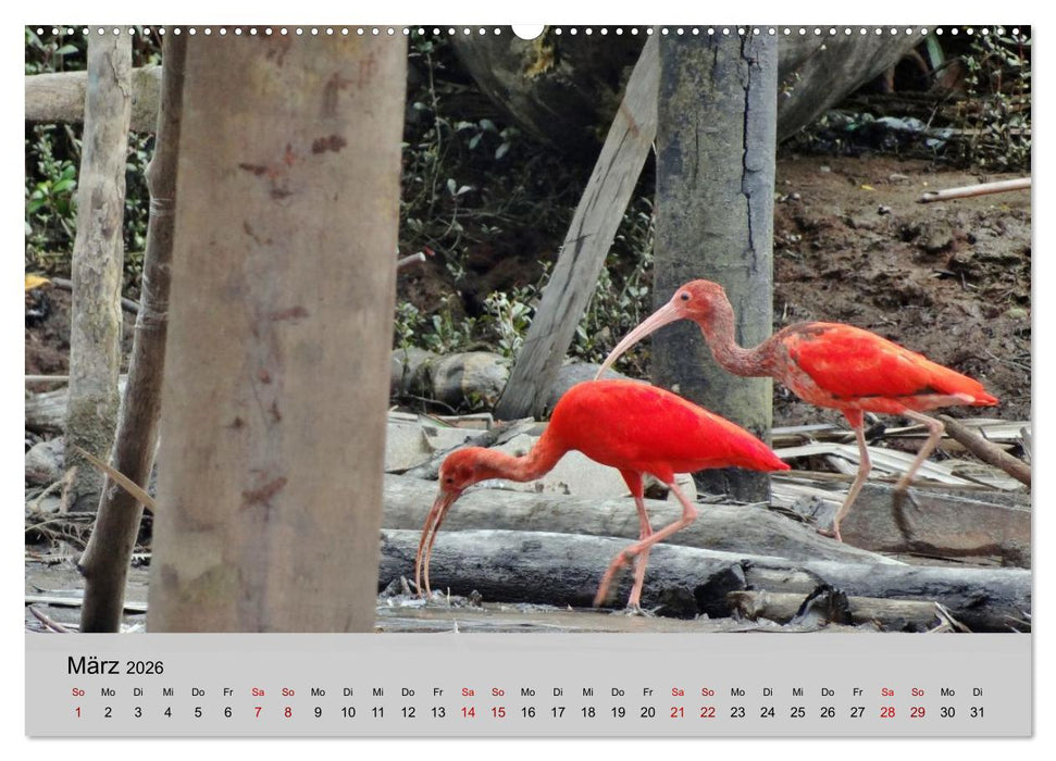 Venezuela - Natur pur Orinoco Delta und die Anden (CALVENDO Premium Wandkalender 2026)
