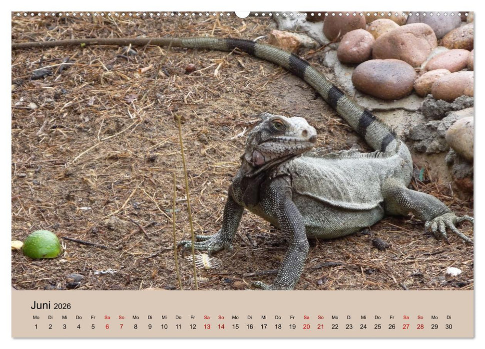 Venezuela - Natur pur Orinoco Delta und die Anden (CALVENDO Premium Wandkalender 2026)