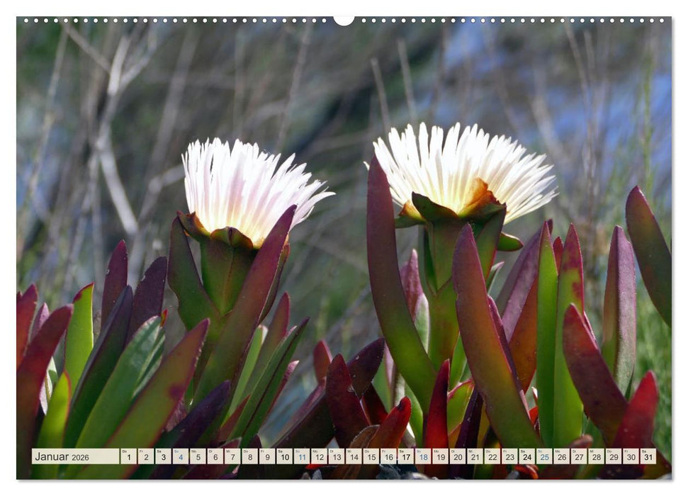 Wenn der Süden blüht ... (CALVENDO Wandkalender 2026)