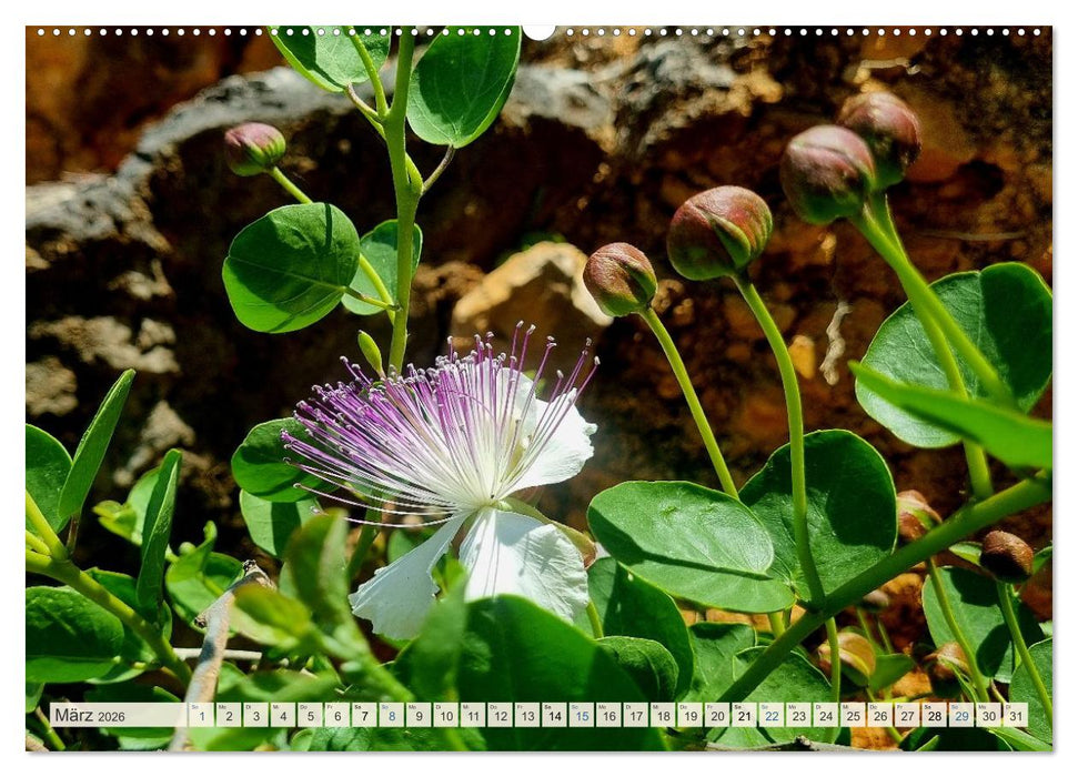 Wenn der Süden blüht ... (CALVENDO Wandkalender 2026)