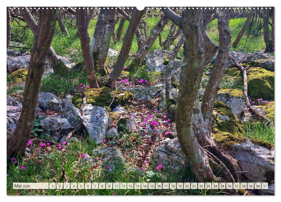 Wenn der Süden blüht ... (CALVENDO Wandkalender 2026)