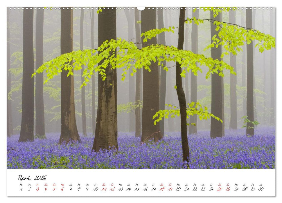 Im Atem der Bäume (CALVENDO Wandkalender 2026)
