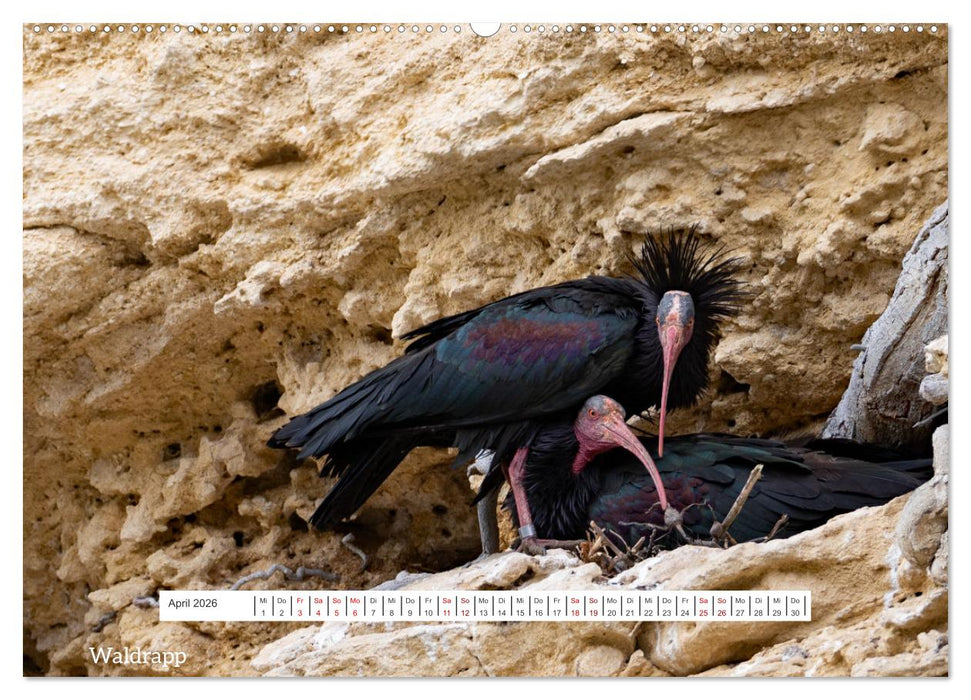 Von Festung bis Flamenco (CALVENDO Premium Wandkalender 2026)