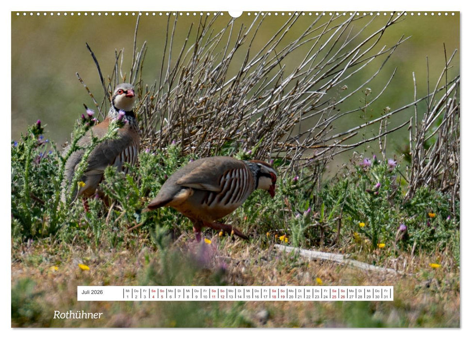 Von Festung bis Flamenco (CALVENDO Premium Wandkalender 2026)