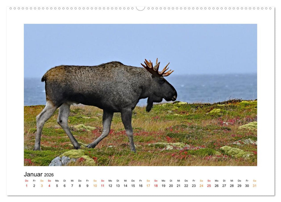 Zwischen Fjord und Flamme (CALVENDO Wandkalender 2026)