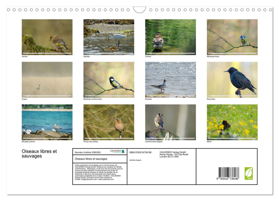 Oiseaux libres et sauvages (CALVENDO Calendrier mensuel 2026)