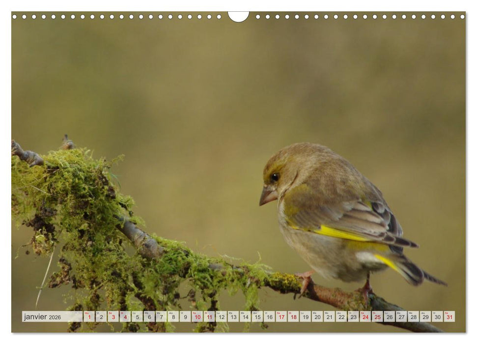 Oiseaux libres et sauvages (CALVENDO Calendrier mensuel 2026)