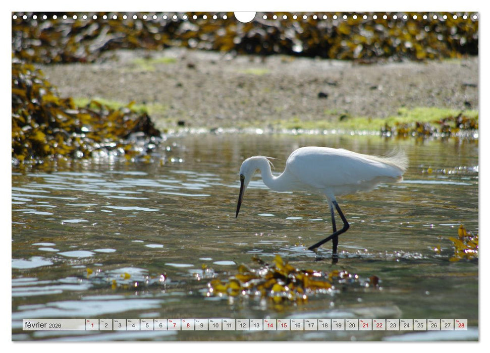 Oiseaux libres et sauvages (CALVENDO Calendrier mensuel 2026)