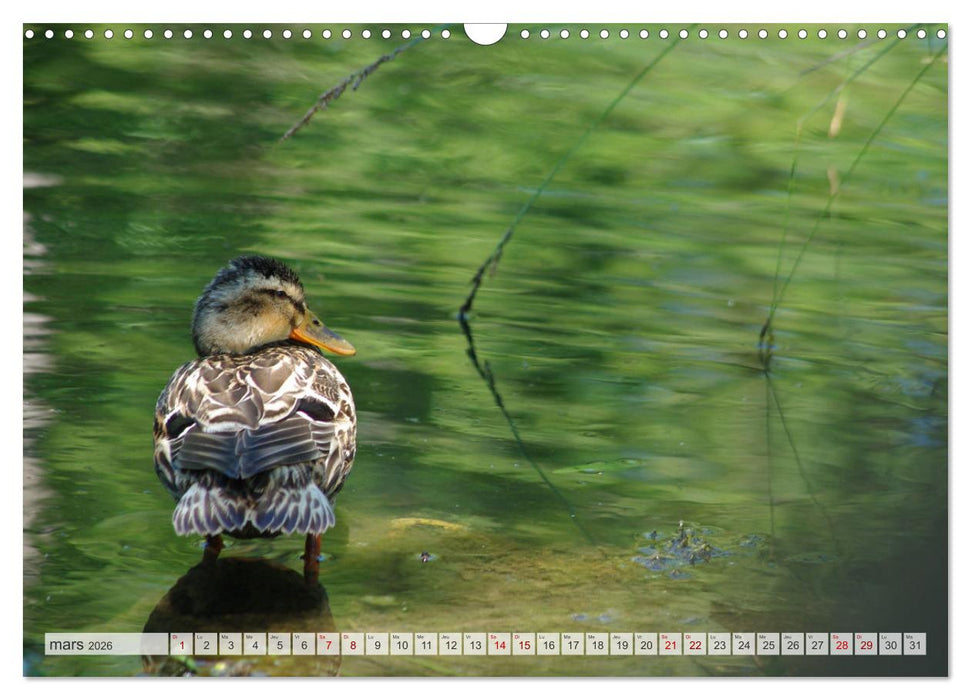 Oiseaux libres et sauvages (CALVENDO Calendrier mensuel 2026)