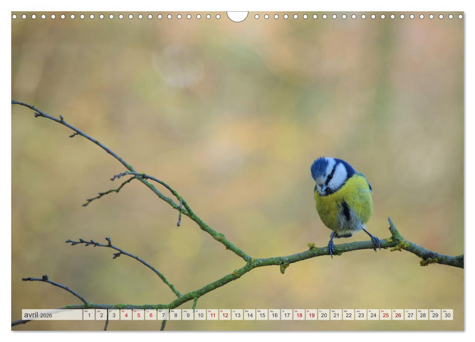 Oiseaux libres et sauvages (CALVENDO Calendrier mensuel 2026)