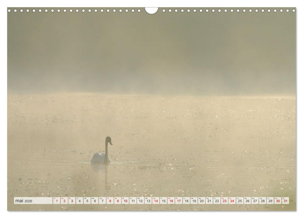 Oiseaux libres et sauvages (CALVENDO Calendrier mensuel 2026)