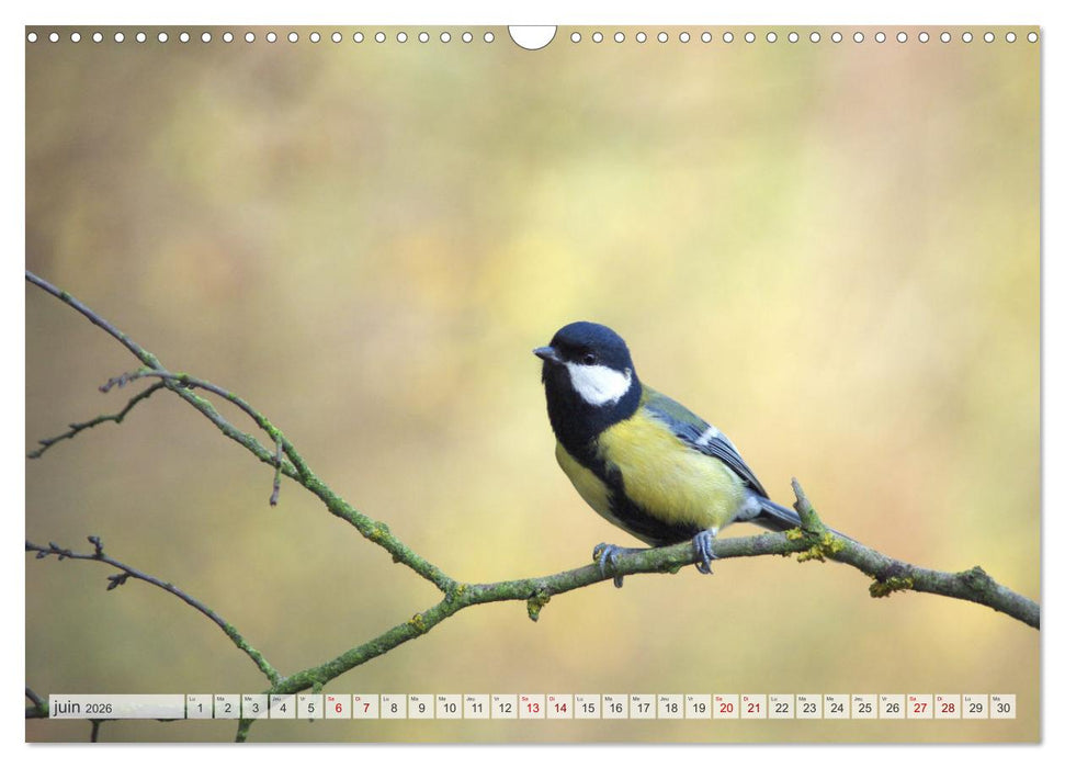 Oiseaux libres et sauvages (CALVENDO Calendrier mensuel 2026)