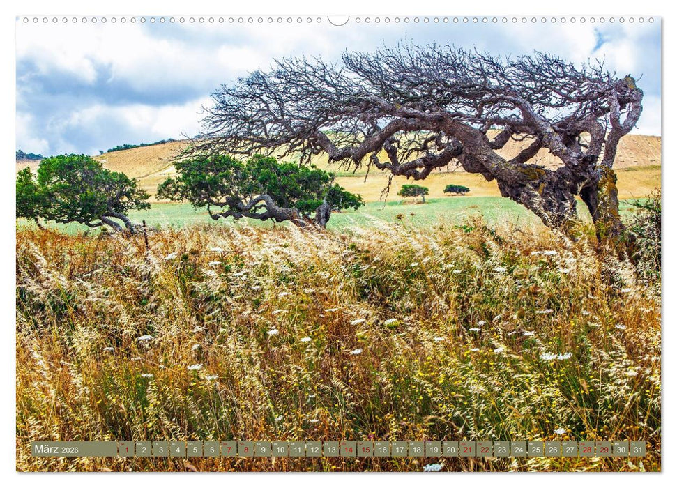 Das Element Holz - Ein Sinnbild (CALVENDO Premium Wandkalender 2026)