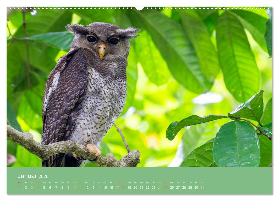Zwischen Nebel und Baumriesen - Vögel Borneos (CALVENDO Wandkalender 2026)