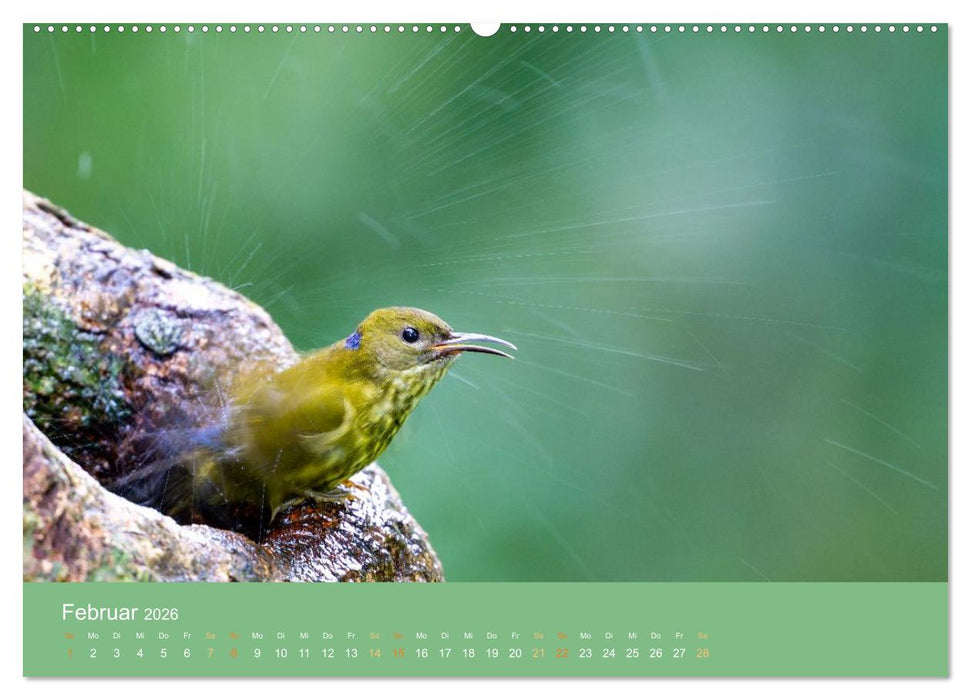 Zwischen Nebel und Baumriesen - Vögel Borneos (CALVENDO Wandkalender 2026)