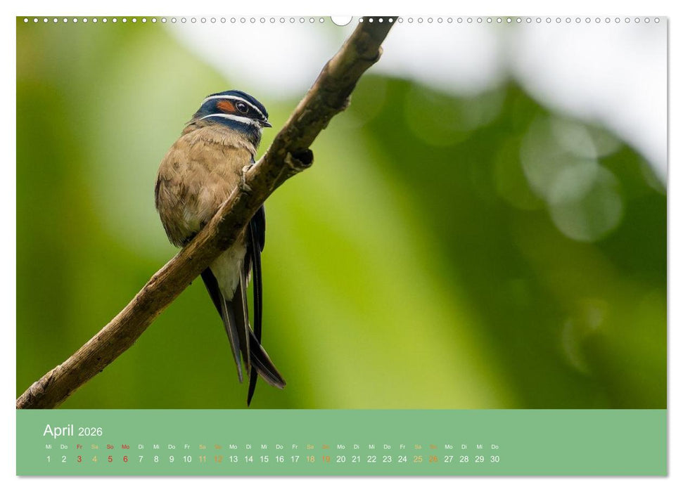 Zwischen Nebel und Baumriesen - Vögel Borneos (CALVENDO Wandkalender 2026)