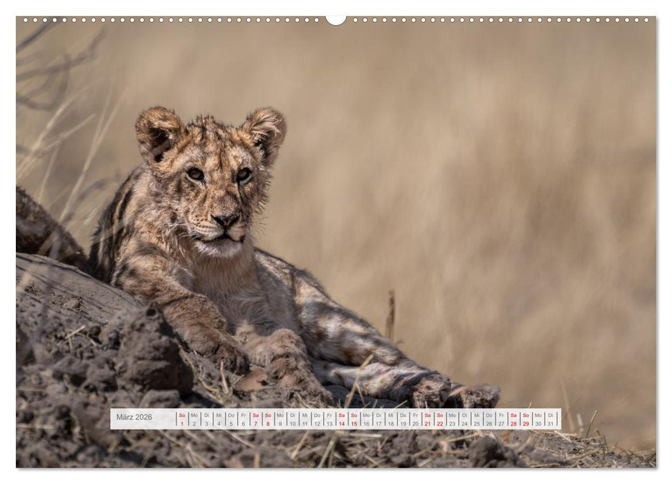 Namibia – Farben des Lebens (CALVENDO Wandkalender 2026)