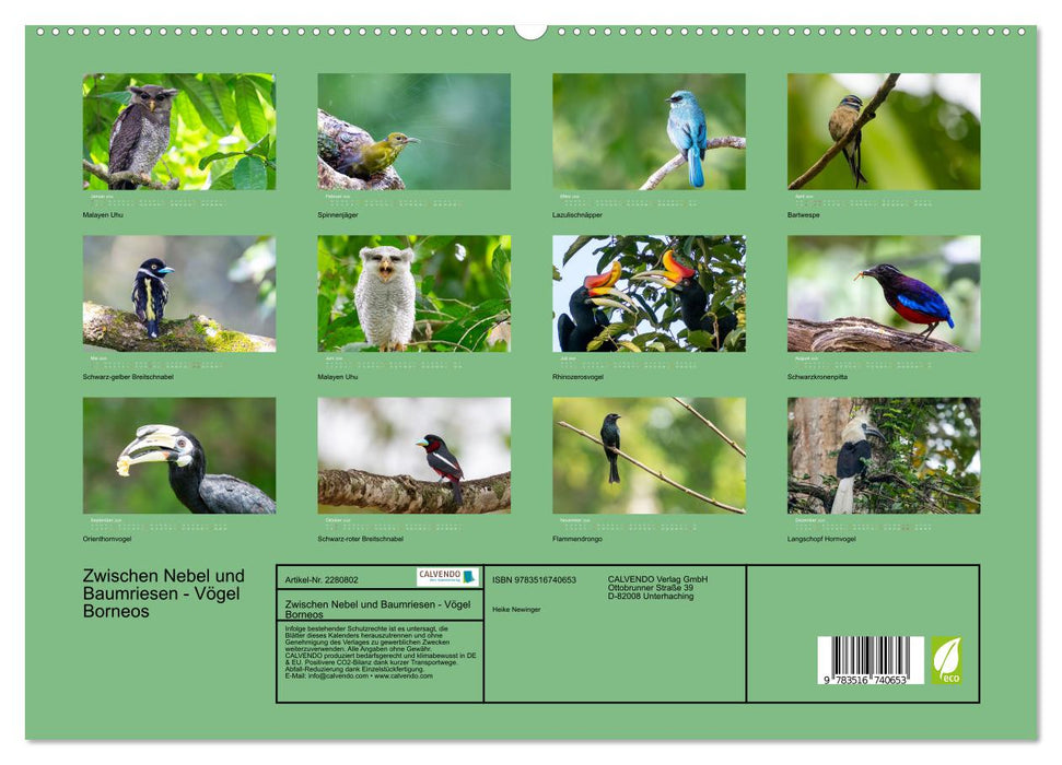 Zwischen Nebel und Baumriesen - Vögel Borneos (CALVENDO Premium Wandkalender 2026)
