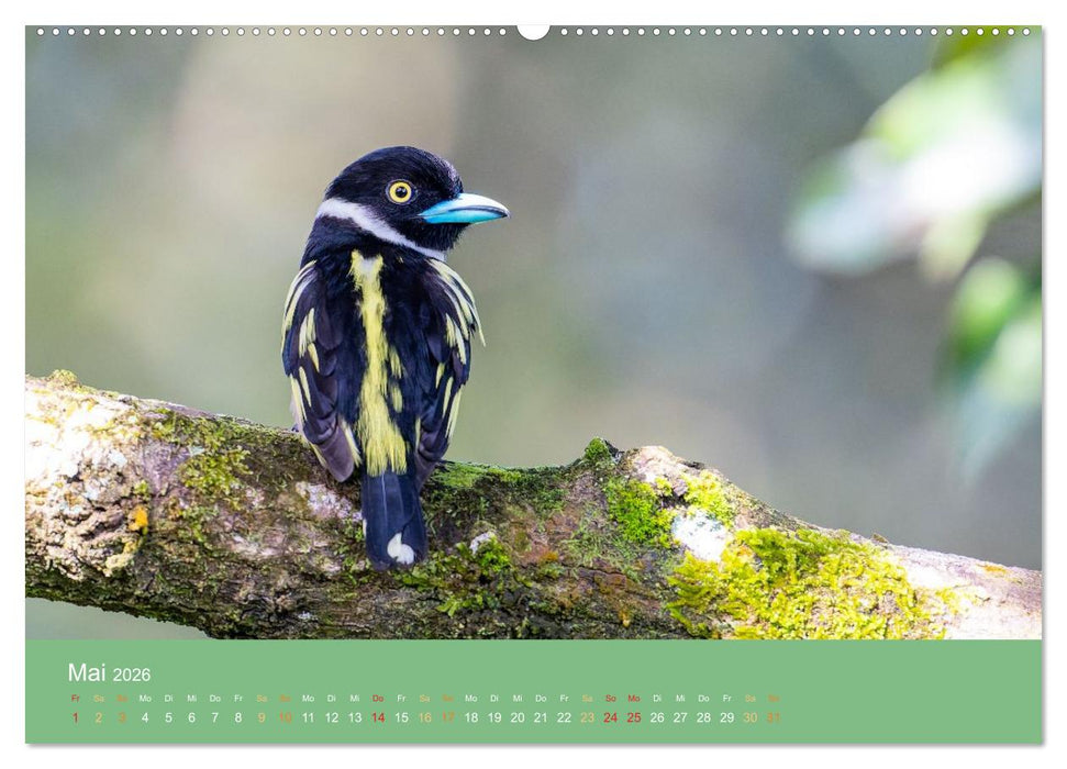 Zwischen Nebel und Baumriesen - Vögel Borneos (CALVENDO Premium Wandkalender 2026)