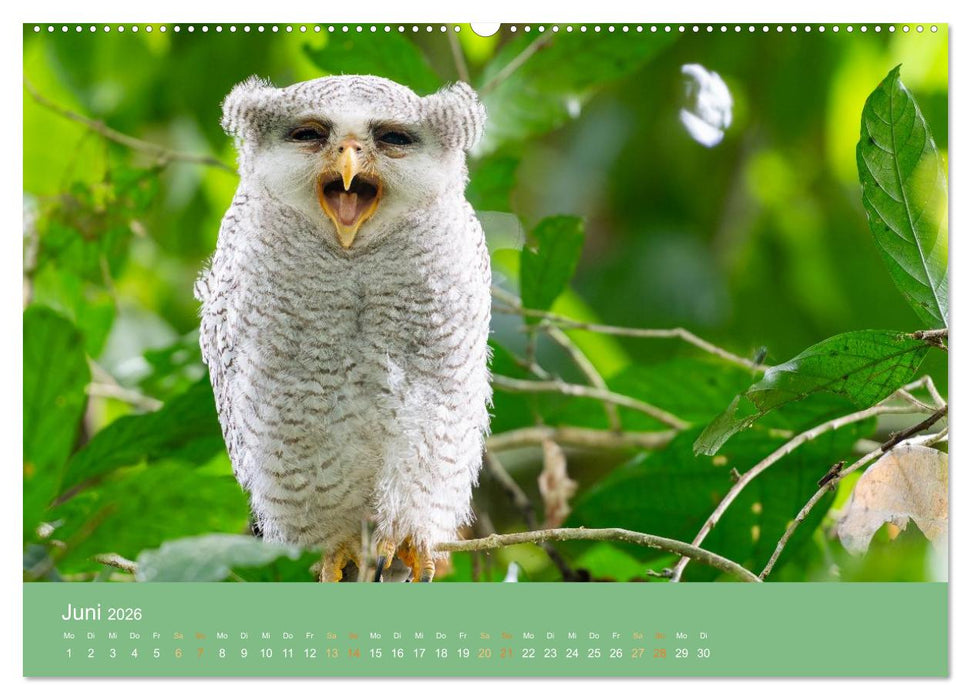 Zwischen Nebel und Baumriesen - Vögel Borneos (CALVENDO Premium Wandkalender 2026)