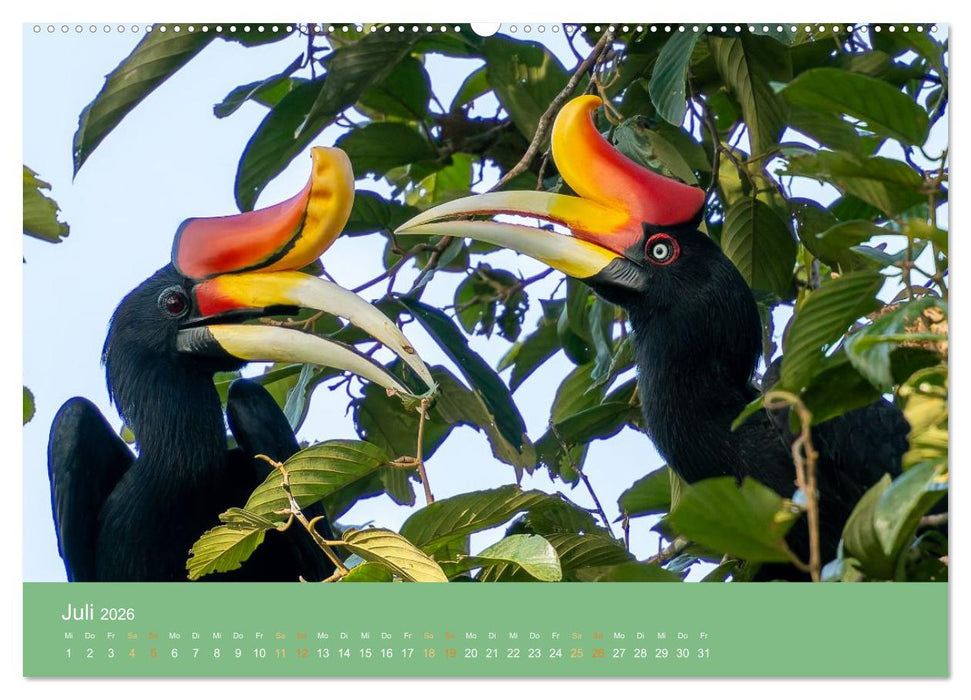 Zwischen Nebel und Baumriesen - Vögel Borneos (CALVENDO Premium Wandkalender 2026)