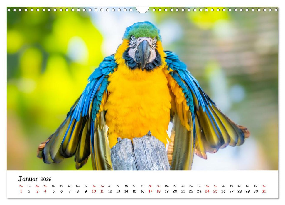 Aras und bunte Sittiche: Exotische Papageien-Porträts (CALVENDO Wandkalender 2026)